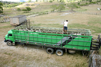 Livestock farming, Brazil