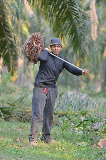 Palm oil worker