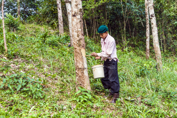 Rubber tree plantation, Thailand