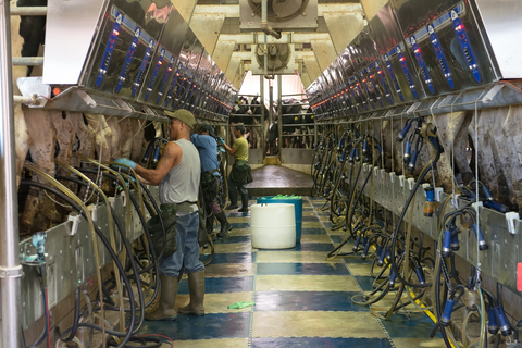 Milking parlour, US