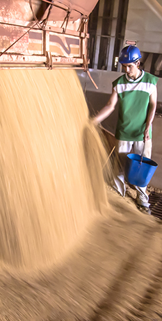 Worker in soybean factory